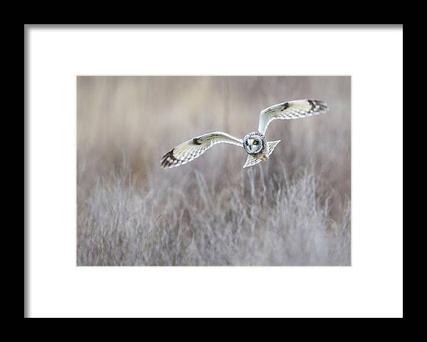 Short-eared Owl Framed Print featuring the photograph Banking Short-Eared Owl by Max Waugh