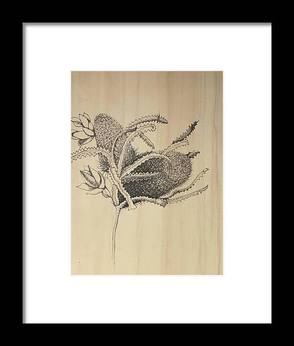 Ink Framed Print featuring the drawing Banksia by Franci Hepburn