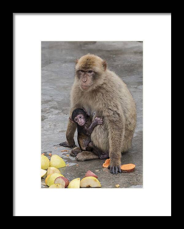 Outdoors Framed Print featuring the photograph Barbary Macaque with her Baby by Elizabeth W. Kearley