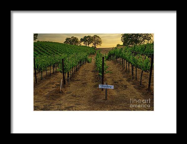 Barbera Framed Print featuring the photograph Barbera Grapes at Sunset by Abigail Diane Photography