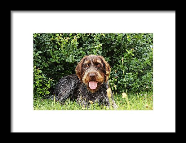 Dog Framed Print featuring the photograph Barbu tcheque typical for czech republic lying in shadow during hot summer days. Female dog with tongue out is looking at camera. Outdoor activities. Tired after hunting. Happy expression by Vaclav Sonnek