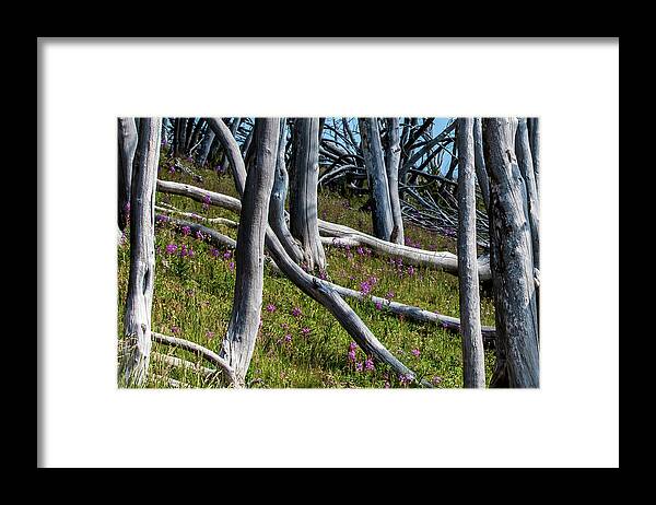 No People Framed Print featuring the photograph Bare Trees, Pink flowers walking up a mountain by Nathan Wasylewski