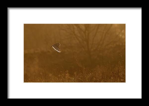 Barn Framed Print featuring the photograph Barn Owl At Sunset by Pete Walkden