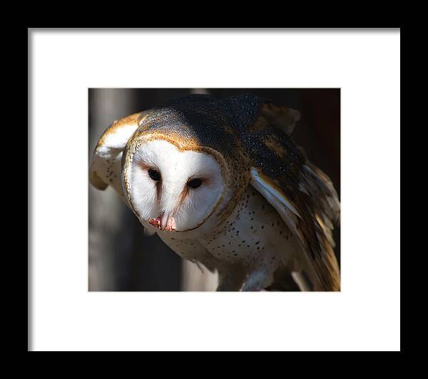 Barn Owl Framed Print featuring the photograph Barn Owl Eating 2 by Flees Photos