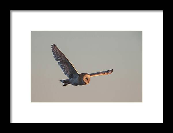 Barn Framed Print featuring the photograph Barn Owl Hunting In Winter by Pete Walkden