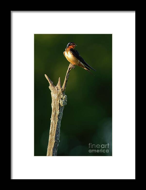 Swallow Framed Print featuring the photograph Barn Swallow in Dusk Sunlight by Natural Focal Point Photography