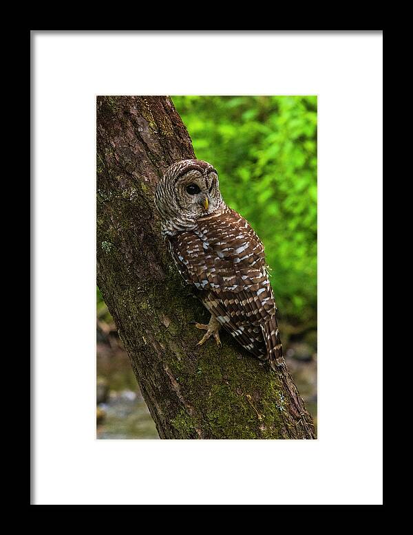 Great Smoky Mountains National Park Framed Print featuring the photograph Barred Owl 2 by Melissa Southern