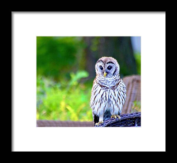 Barred Owl Beauty Framed Print featuring the photograph Barred Owl Beauty by Warren Thompson