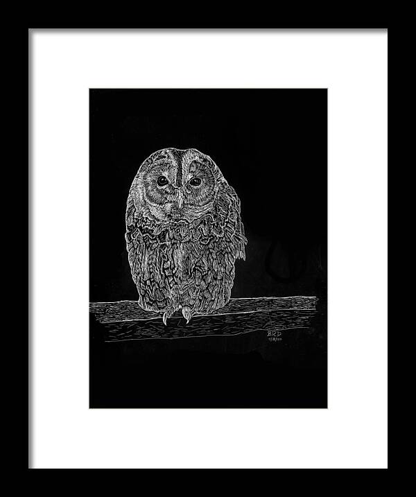 Barred Owl Framed Print featuring the drawing Barred Owl by Branwen Drew