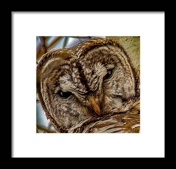 Animals Framed Print featuring the photograph Barred Owl closeup by Brian Shoemaker