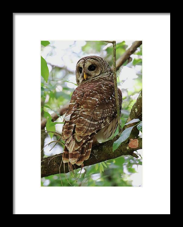 Barred Owl Framed Print featuring the photograph Barred Owl by David T Wilkinson