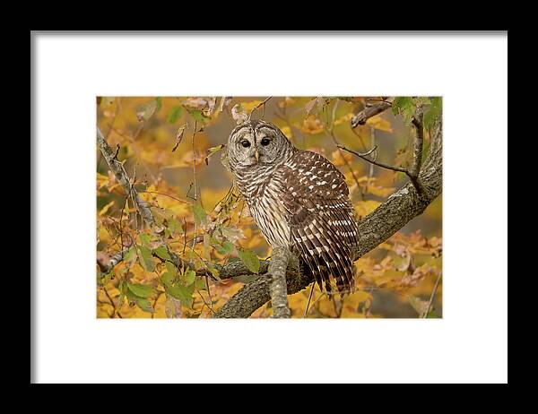 Fall Color Framed Print featuring the photograph Barred Owl in Fall Color by Julie Barrick