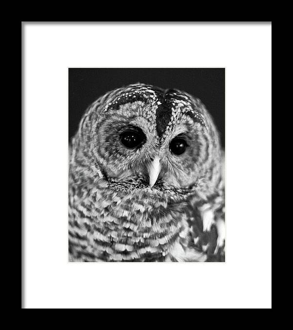Owl Framed Print featuring the pyrography Barred Owl by Mike Bergen