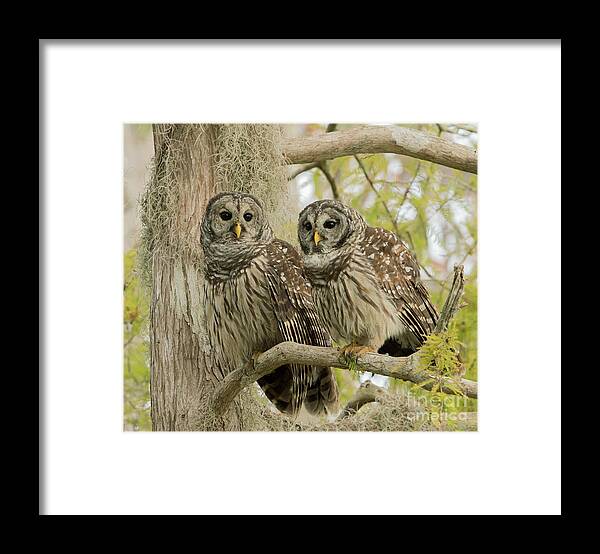 Ron Bielefeld Framed Print featuring the photograph Barred Owl Pair by Ron Bielefeld