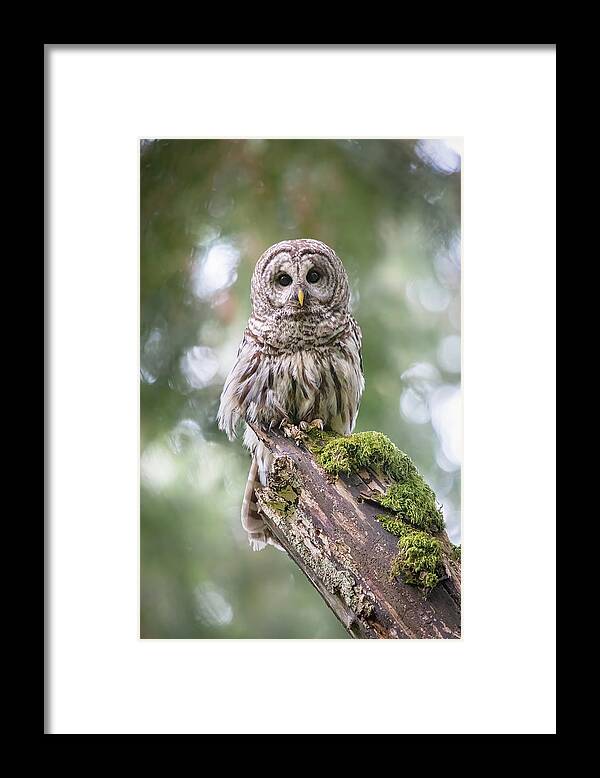 Barred Owl Framed Print featuring the photograph Barred Owl Stare by Michael Rauwolf