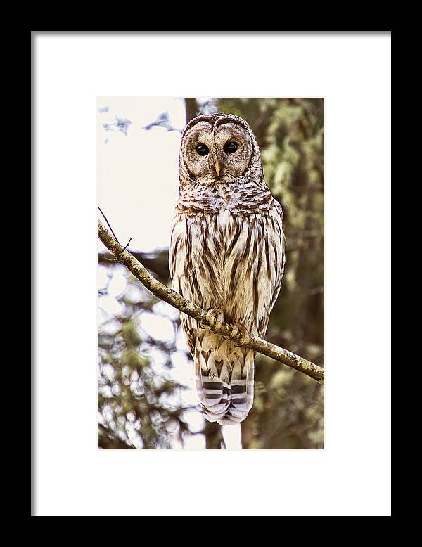 Barred Owl Framed Print featuring the photograph Barred Owl Stare by Peggy Collins