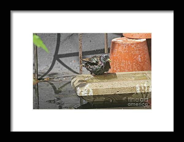 Wildlife Framed Print featuring the photograph Bath Time by Patricia Youngquist