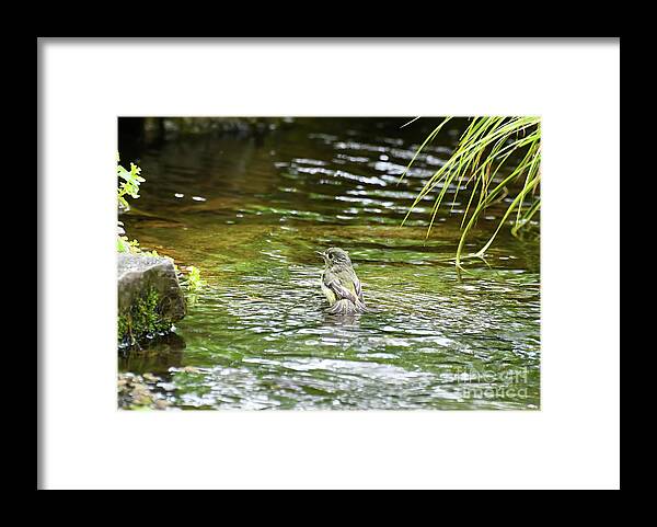 Ruby-crowned Kinglet Framed Print featuring the photograph Bathing Beauty - Ruby-crowned Kinglet by Kerri Farley