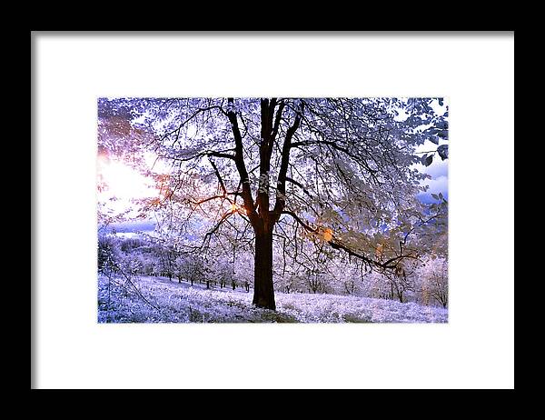 Black Forest Framed Print featuring the photograph Baum am Wanderparkplatz Stelli - Infrarot by Ioannis Konstas