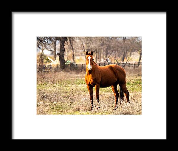 Horse Framed Print featuring the photograph Bay Horse 1 by C Winslow Shafer