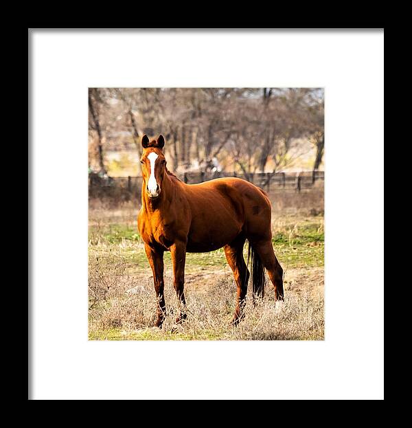 Horse Framed Print featuring the photograph Bay Horse 2 by C Winslow Shafer