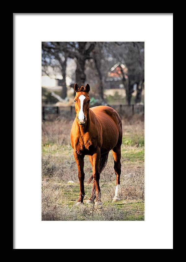 Horse Framed Print featuring the photograph Bay Horse 4 by C Winslow Shafer