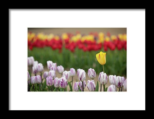 Tulip Framed Print featuring the photograph Be Different. Rise Above by Steve Gravano