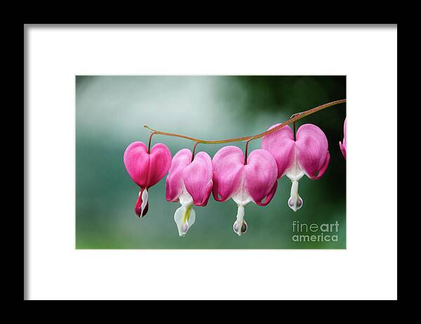 Bleeding Hearts Framed Print featuring the photograph Be Still My Bleeding Heart Botanical / Nature / Floral Photo by PIPA Fine Art - Simply Solid