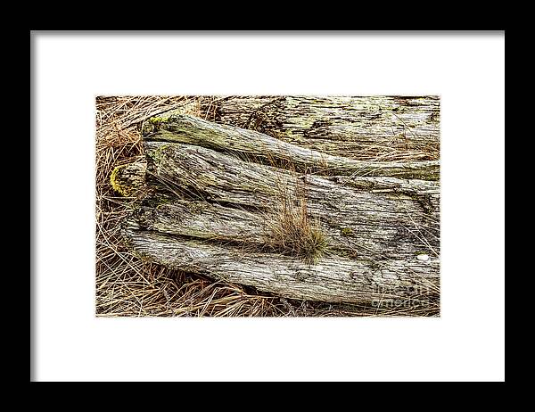 Beach Driftwood Framed Print featuring the photograph Beach Driftwood 17 by M G Whittingham
