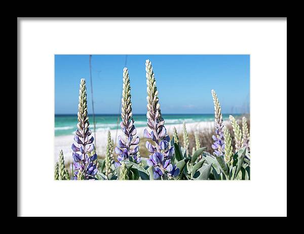 Sowal Framed Print featuring the photograph Beach Lupine Towers by Kurt Lischka