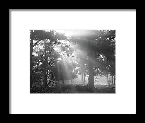 Fine Art Framed Print featuring the photograph Beams Through the Trees by Mike McGlothlen