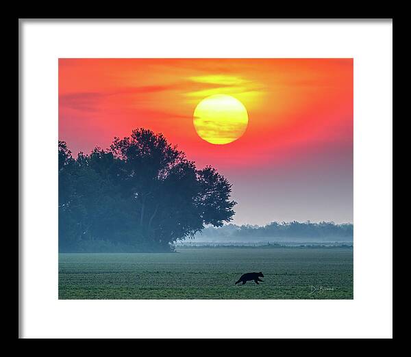 Bear Framed Print featuring the photograph Bear at Sunrise #4514 by Dan Beauvais
