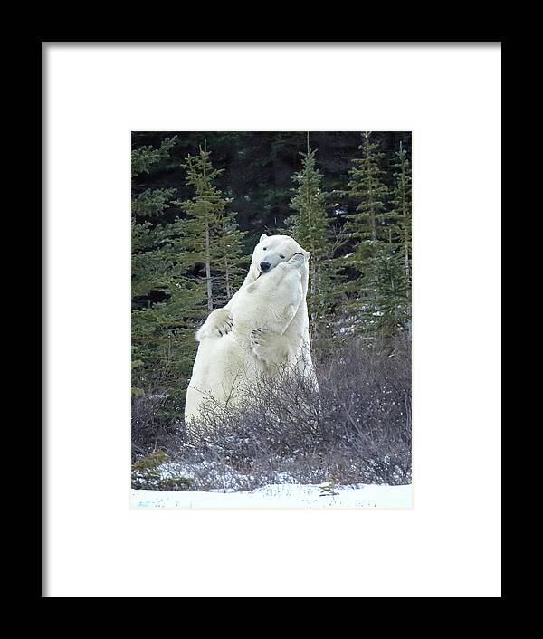 Polar Bear Framed Print featuring the photograph Bear Hug by Coby Cooper