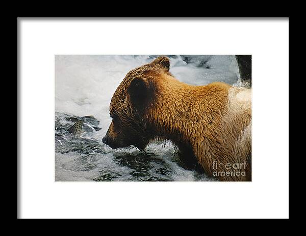 Brown Bear Framed Print featuring the photograph Bear Seeking Spring Protein by Doug Gist