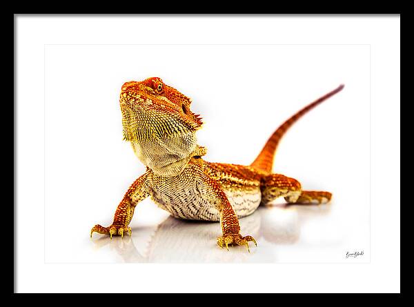 Bearded Dragon Framed Print featuring the photograph Bearded Dragon on white by Bruce Block