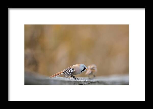 Bearded Reedling Framed Print featuring the photograph Bearded Reedlings on the wooden handrail by Torbjorn Swenelius