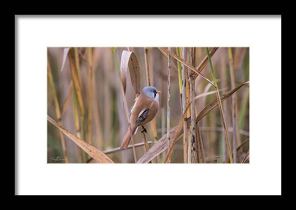 Bearded Reedling Framed Print featuring the photograph Bearded Tits or Bearded Reedlings male on a straw by Torbjorn Swenelius
