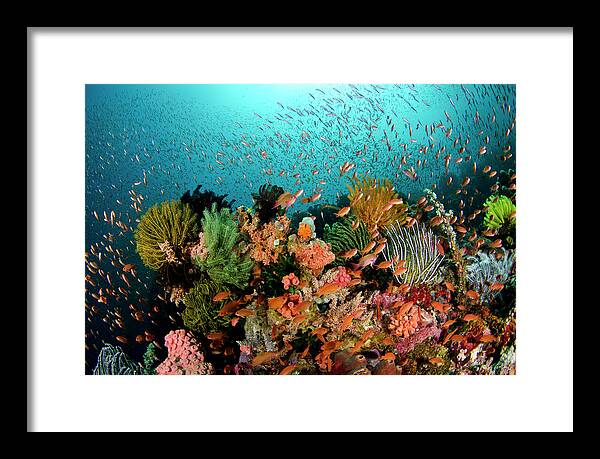 Coral Reef Framed Print featuring the photograph Beatrice 1 by Tanya G Burnett