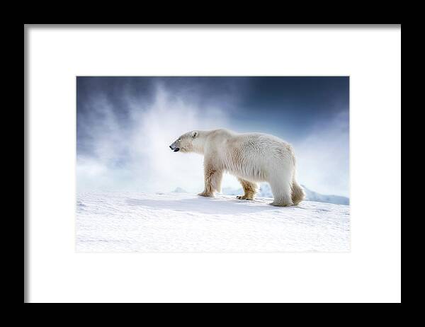 Wildlife Framed Print featuring the photograph Beautiful adult male polar bear, ursus maritimus, walking across the snow of Svalbard by Jane Rix