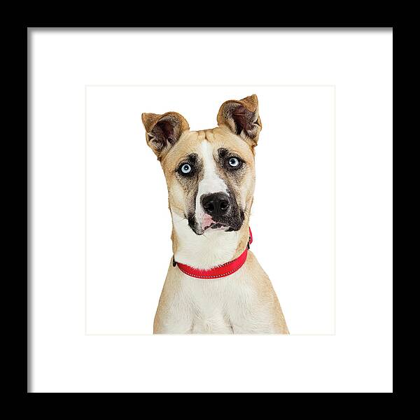 Dog Framed Print featuring the photograph Beautiful Attentive Large Breed Dog Closeup by Good Focused