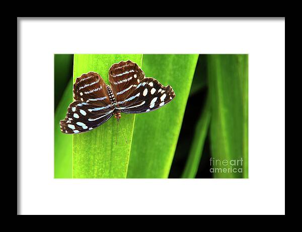 Butterfly Framed Print featuring the photograph Beautiful blue butterfly with with spots sits quietly on a leaf by Gunther Allen