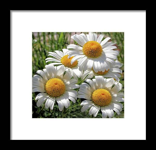 Daisies Framed Print featuring the photograph Beautiful Daisies by Scott Olsen
