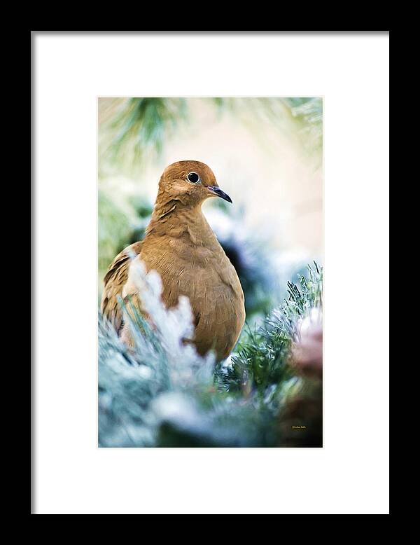 Bird Framed Print featuring the painting Beautiful Dove by Christina Rollo