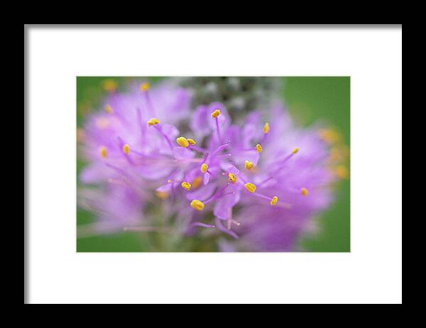 Beautiful Purple Flower Framed Print featuring the photograph Beautiful flower by David Morehead