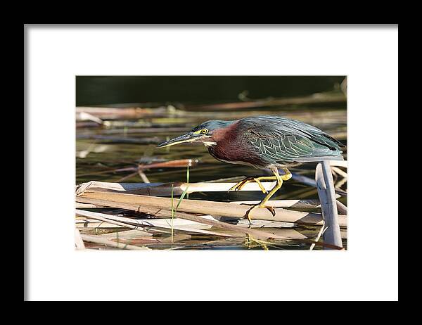 Green Heron Framed Print featuring the photograph Beautiful Green, Maroon and Yellow by Mingming Jiang