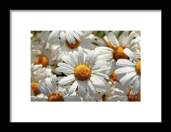 Daisies Framed Print featuring the photograph Beautiful large wild daisies with water drops by Simon Bratt