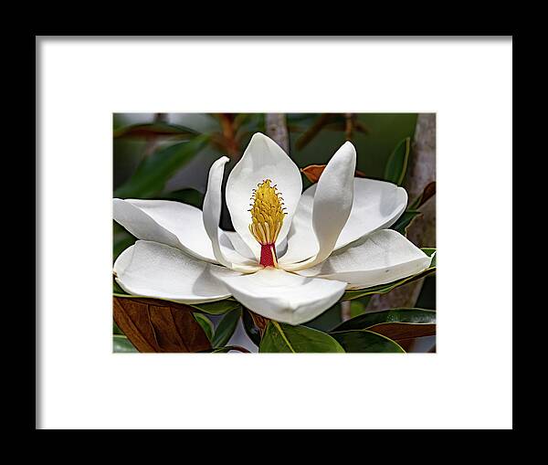Bloom Framed Print featuring the photograph Beautiful Magnolia Bloom by Jerry Connally