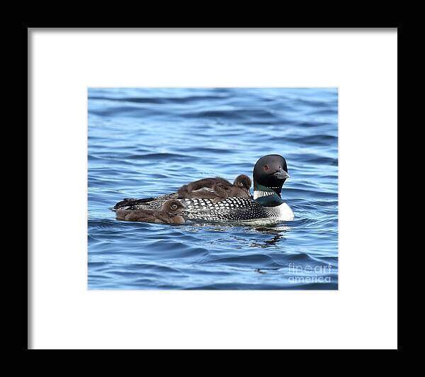 Loon Framed Print featuring the photograph Beautiful mom and her 2 chicks by Heather King