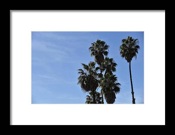 Palm Framed Print featuring the photograph Beautiful palm trees against a clear blue sky by Mark Stout