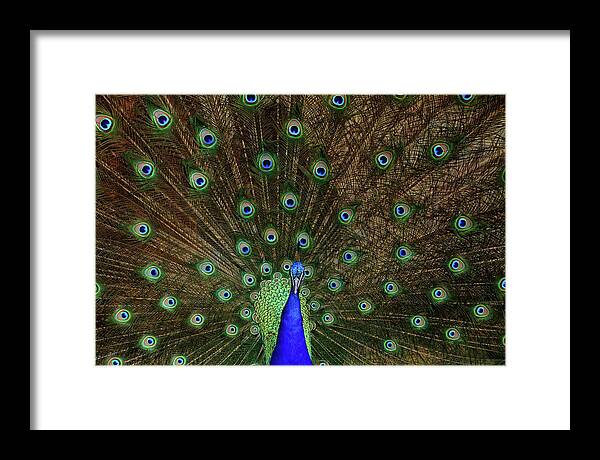 Peacock Framed Print featuring the photograph Beautiful Peacock by Larry Marshall